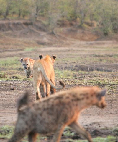 Hyenas and Lion in Masai Mara Game Reserve in Kenya