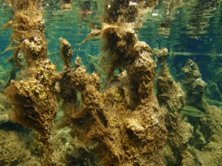 Figure 2. Macroalgae dominated spring (Gum Slough).