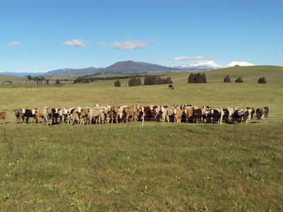 Cattle in the New Zealand landscape