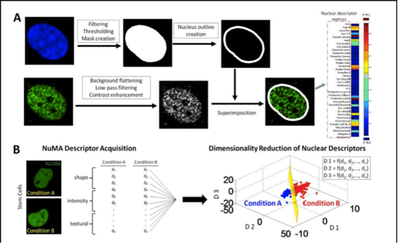 High Dimensionality Biology of Stem Cell Nuclear Organization