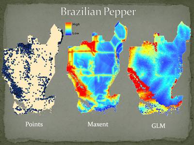 Preliminary results of invasive species models using Brazilian Pepper