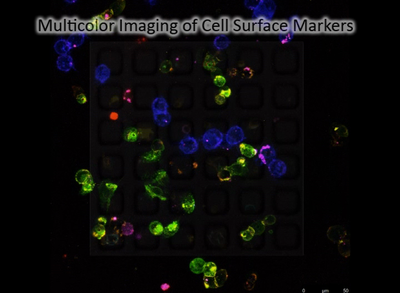 Multicolor Imaging of Cell Surface Markers