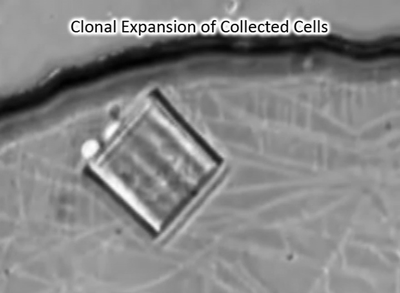 Clonal expansion of collected cells