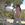 Trainee Laci Gerhart coring Juniper in California