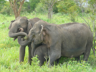 Social elephants