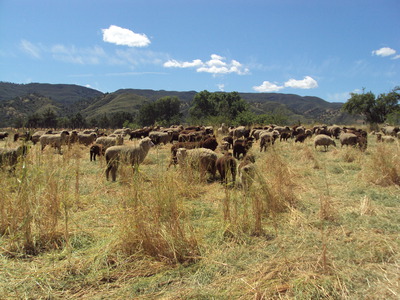 Sheep on a farm in Yolo County