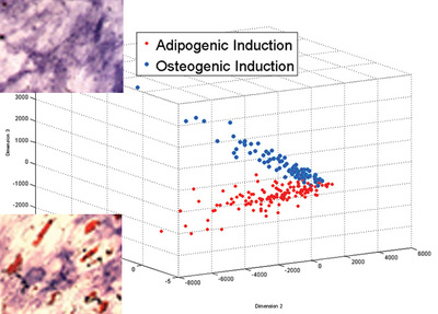 Predictive Parsing of Stem Cell Fates