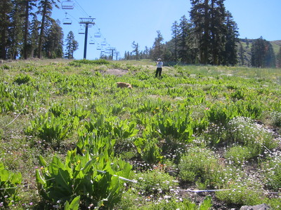 Active ski slope with vegetation