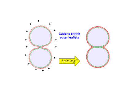 Schematic of divalent cation-mediated vesicle hemifusion.