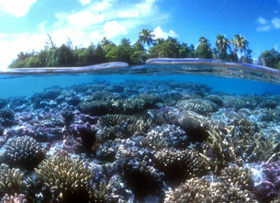 corals and a motu (island) in Moorea, French Polynesia