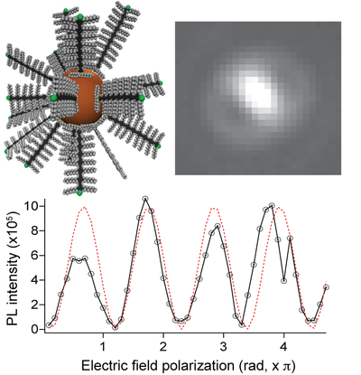 Model of CdSe-OPV and Experimental Fluorescence Image