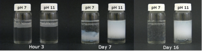 Images of Ca2+ diffusion in to phosphate containing hydrogel at 3 hours, 7 days and 16 days after calcium addition.