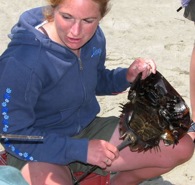 Abigail Anthony collects data on a horseshoe crab survey