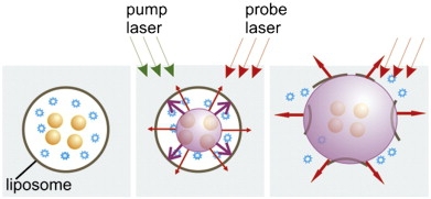 Optically guided controlled release of encapsulated molecules