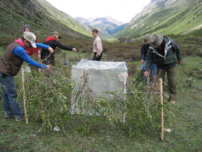 IGERT trainees building yak exclosures in NW Yunnan