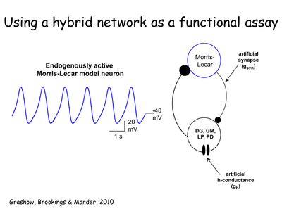 Using the dynamic clamp to make a hybrid circuit between a model and a biological neuron