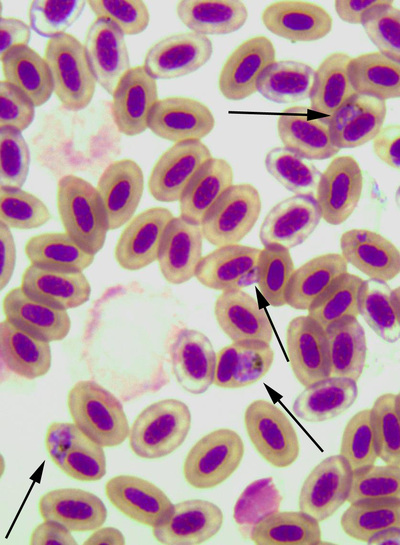 Amakihi with infected erythrocytes