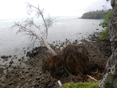 Destruction of coastal garden due to sea level rise