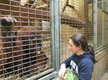 Liz Renner feeding a male orangutan at the National Zoo.